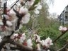 KyivSpring.jpg - 